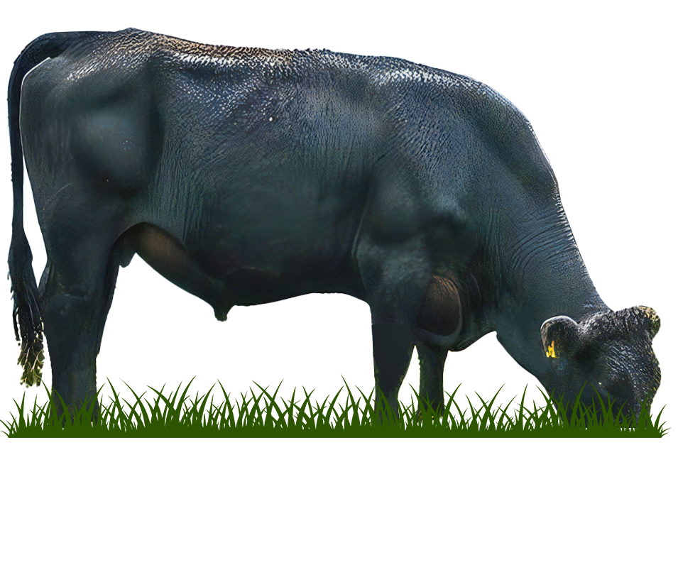 日亜商事株式会社アルゼンチン牛